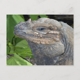 Iguana Postcard Vykort