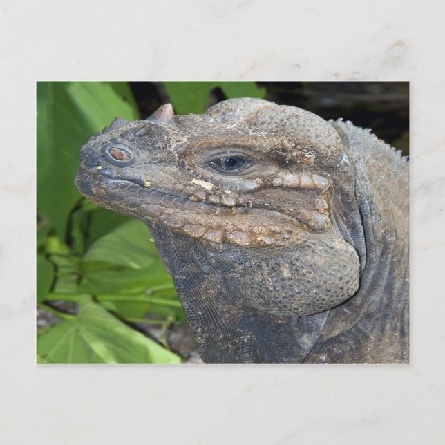 Iguana Postcard Vykort (Framsida)