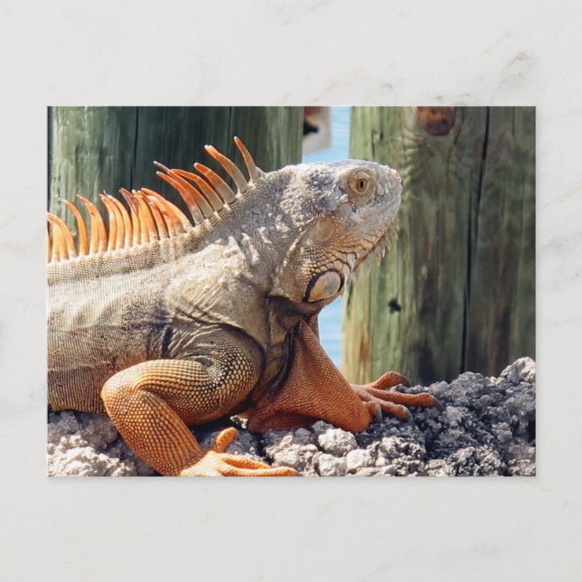 Iguana Postcard Vykort (Framsida)