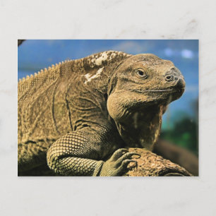 Iguana Postcard Vykort