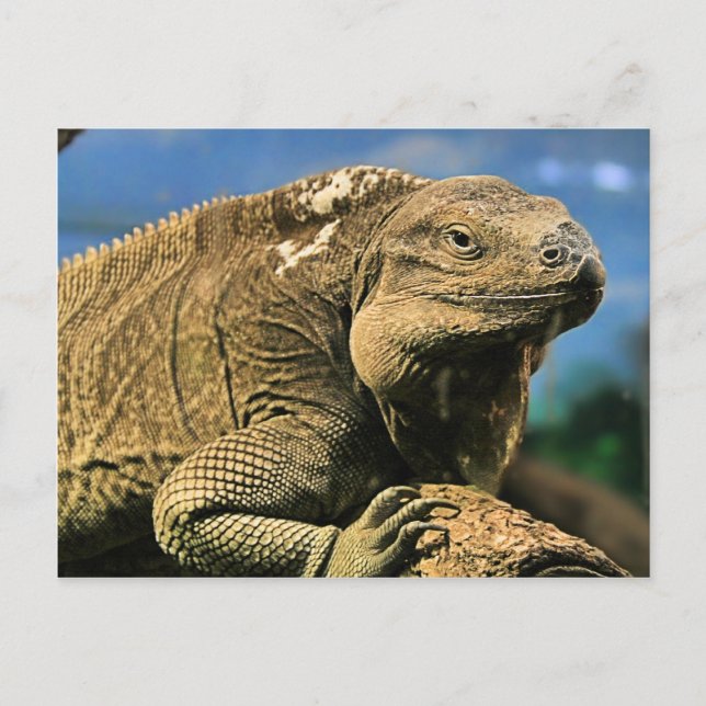 Iguana Postcard Vykort (Framsida)