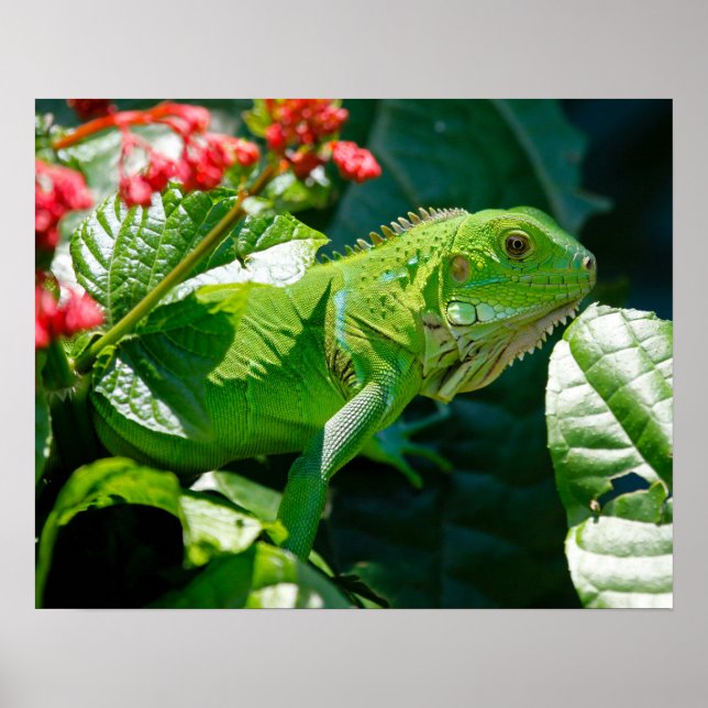 Iguana Poster (Framsidan)