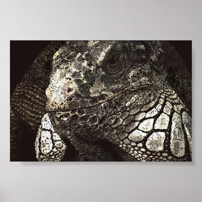Iguana Poster (Framsidan)