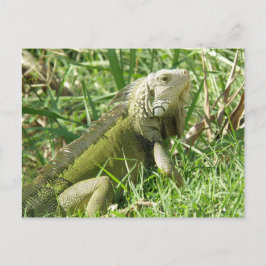 Iguana Puerto Rico Vykort