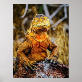 Iguana Reptil Konst Poster