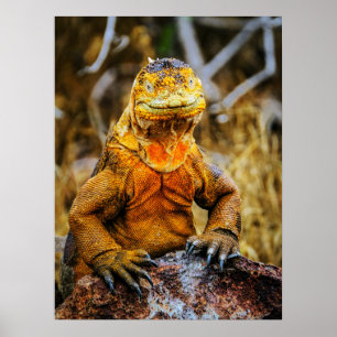 Iguana Reptil Konst Poster