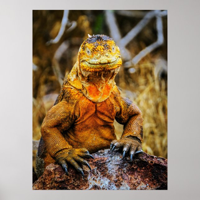Iguana Reptil Konst Poster (Framsidan)