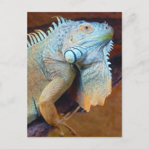 Iguana reptile vykort