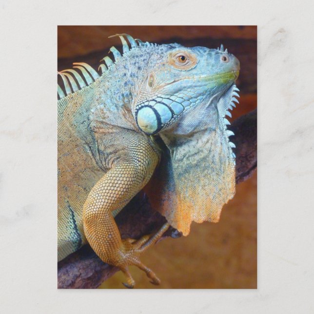 Iguana reptile vykort (Framsida)