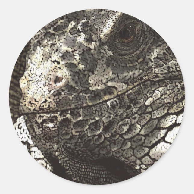 Iguana Runt Klistermärke (Framsida)