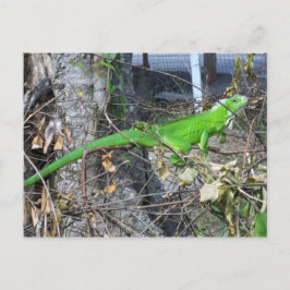 Iguana Sunbad i La Romain, South Trinidad Vykort