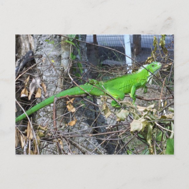 Iguana Sunbad i La Romain, South Trinidad Vykort (Framsida)