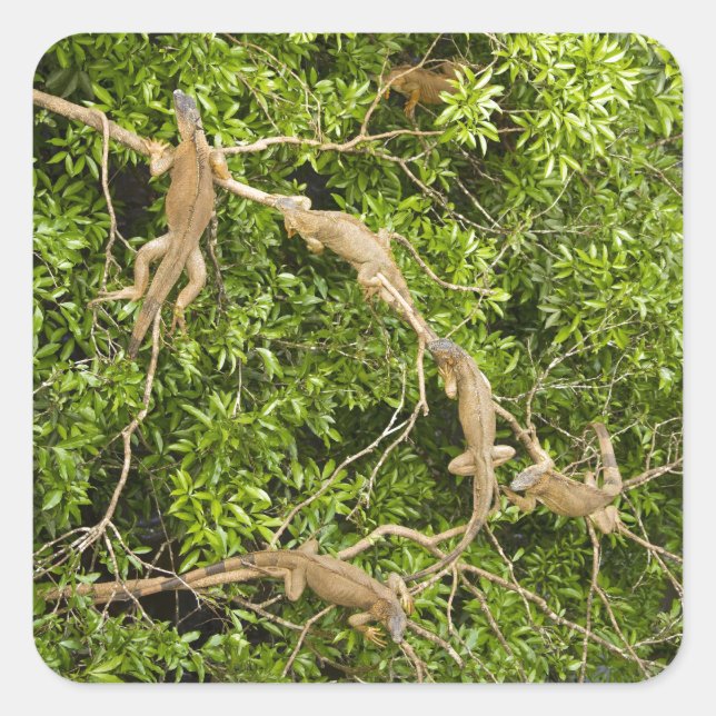 Iguana Träd Fyrkantigt Klistermärke (Framsida)