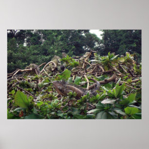 Iguana Träd Poster