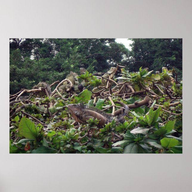 Iguana Träd Poster (Framsidan)