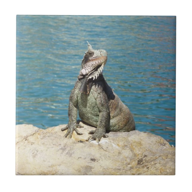 Iguana Tropical Wildlife Photography at St. Thomas Kakelplatta (Framsidan)