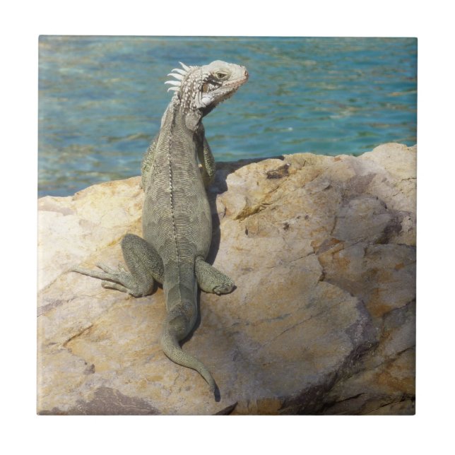 Iguana Tropical Wildlife Photography at St. Thomas Kakelplatta (Framsidan)