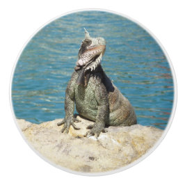 Iguana Tropical Wildlife Photography at St. Thomas Knopp