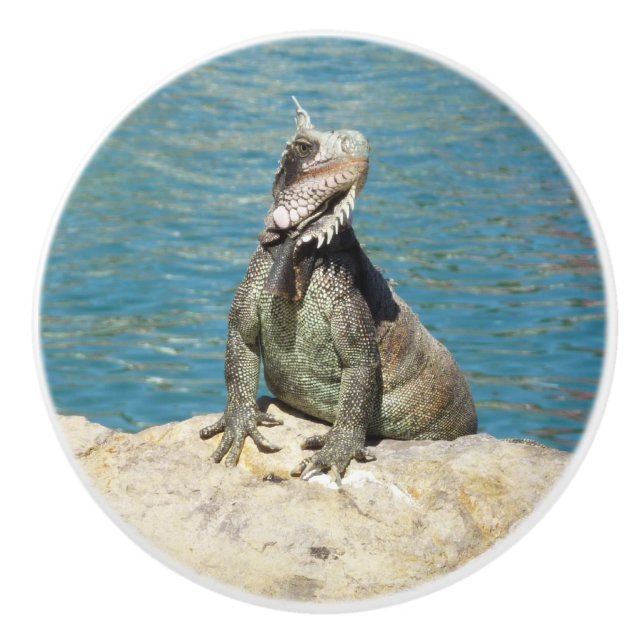 Iguana Tropical Wildlife Photography at St. Thomas Knopp (Framsidan)