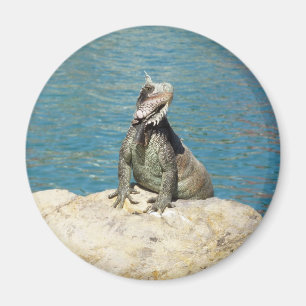 Iguana Tropical Wildlife Photography at St. Thomas Magnet