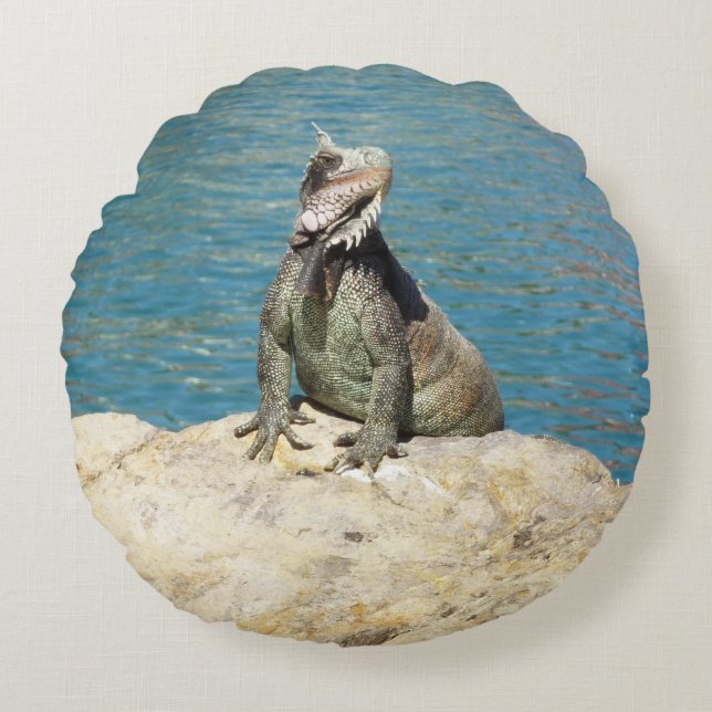 Iguana Tropical Wildlife Photography at St. Thomas Rund Kudde (Framsidan)