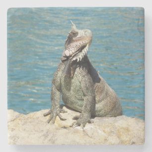 Iguana Tropical Wildlife Photography at St. Thomas Underlägg Sten