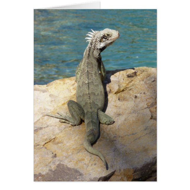 Iguana Tropical Wildlife Photography Hälsningskort (Framsidan)