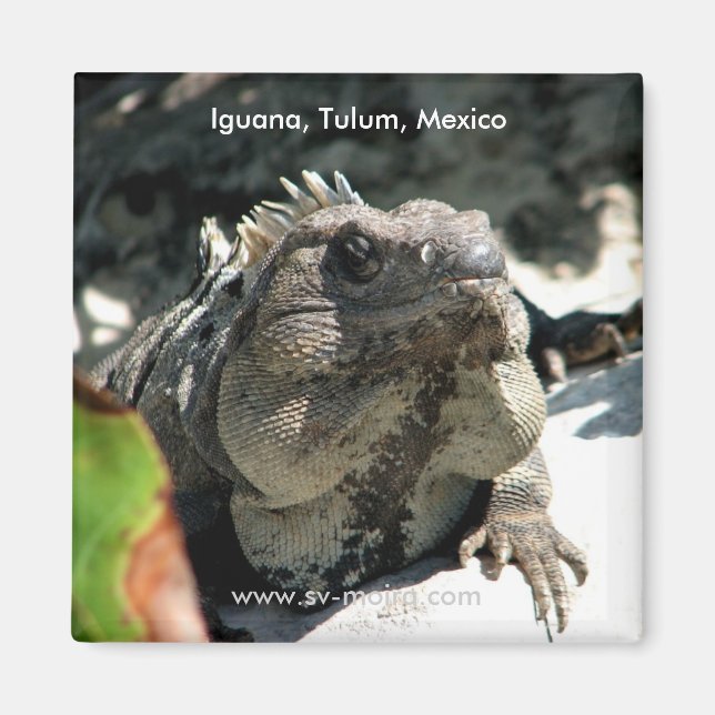 Iguana, Tulum, Mexiko Magnet (Framsidan)