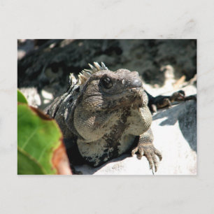 Iguana, Tulum, Mexiko Vykort