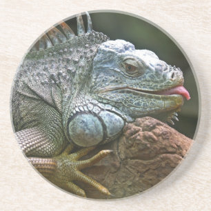 Iguana underlägg sandsten