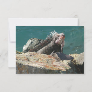 Iguana vid St. Thomas