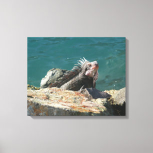 Iguana vid St. Thomas Canvastryck