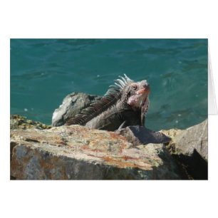 Iguana vid St. Thomas Hälsningskort
