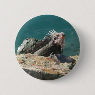 Iguana vid St. Thomas Knapp