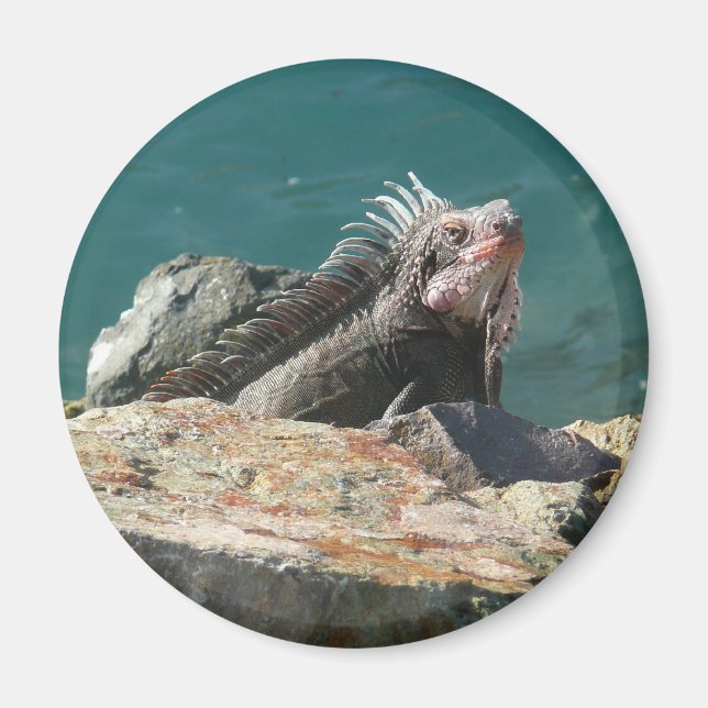 Iguana vid St. Thomas Magnet (Framsidan)