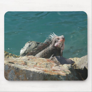 Iguana vid St. Thomas Musmatta