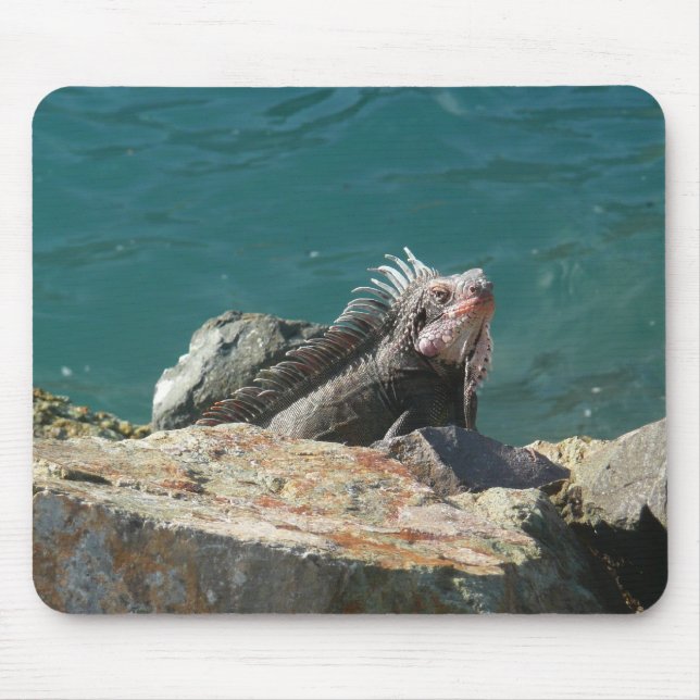 Iguana vid St. Thomas Musmatta (Framsidan)