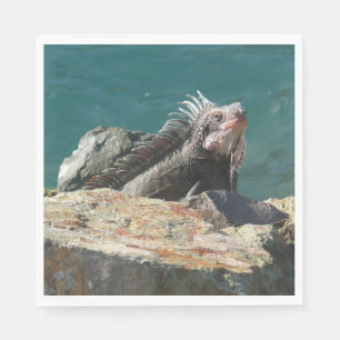 Iguana vid St. Thomas Pappersservett
