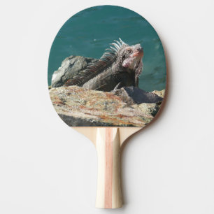 Iguana vid St. Thomas Pingisracket