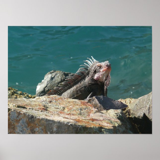 Iguana vid St. Thomas Poster (Framsidan)