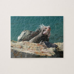 Iguana vid St. Thomas Pussel
