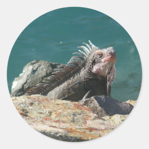 Iguana vid St. Thomas Runt Klistermärke