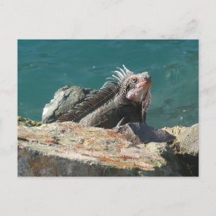 Iguana vid St. Thomas Vykort