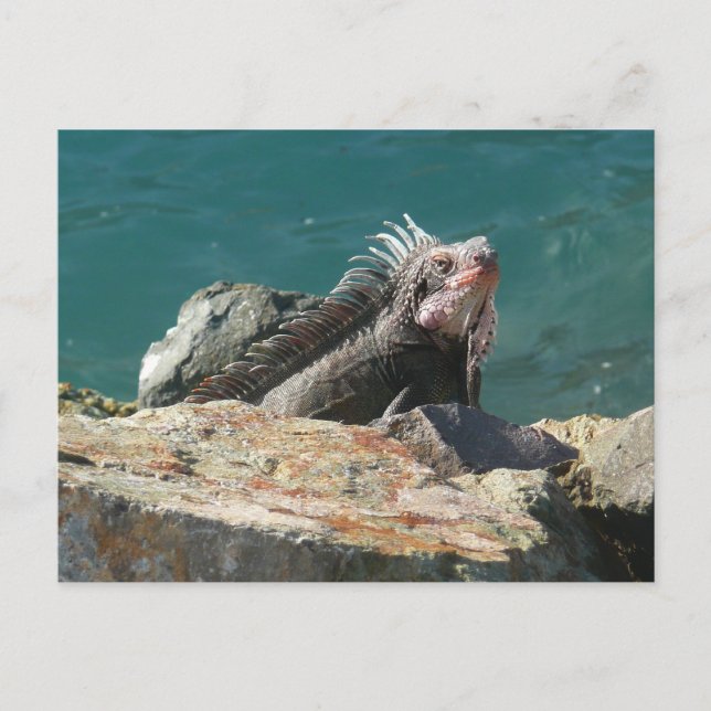 Iguana vid St. Thomas Vykort (Framsida)
