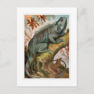 Iguana Vykort