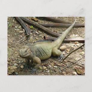 Iguana Vykort