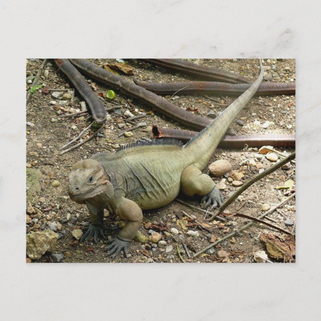 Iguana Vykort (Framsida)