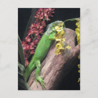 Iguana Vykort