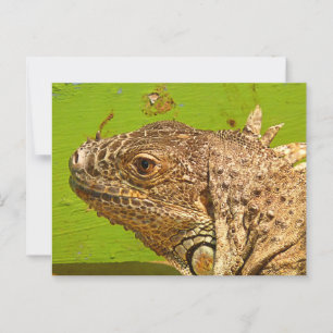 IGUANA VYKORT