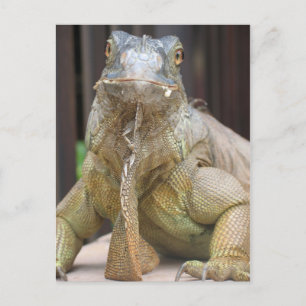 Iguana Vykort